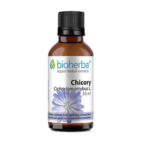 Cicoria - tintura, 50 ml