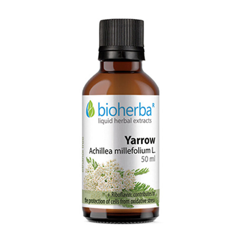 Achillea - tintura, 50 ml